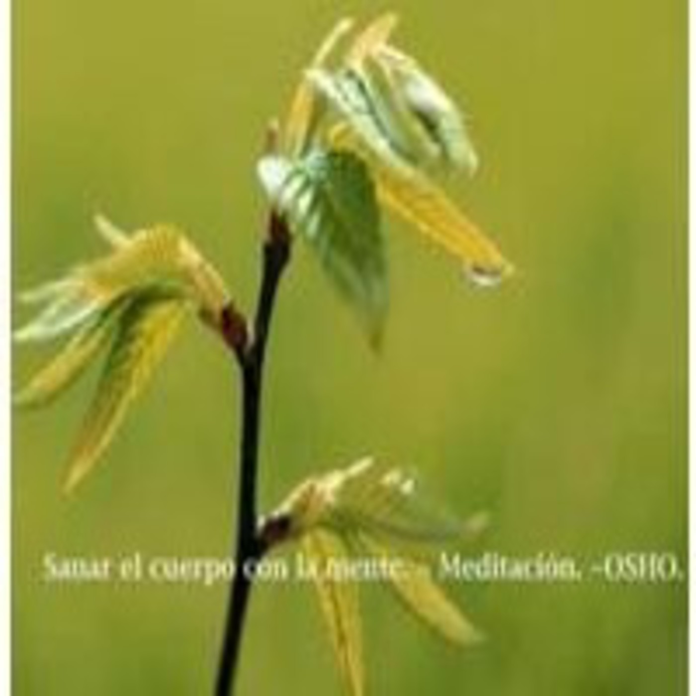 Meditacion Sanar El Cuerpo Con La Mente En Meditacion Y