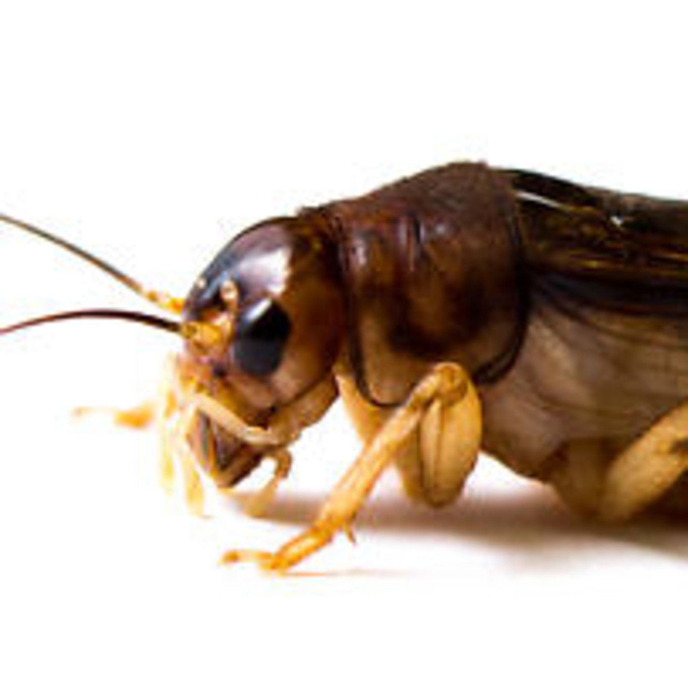 sonido de grillo de las antillas anurogryllus celerinictus en cubahora en mp3 11 01 a las 16 54 34 00 20 31398353 ivoox