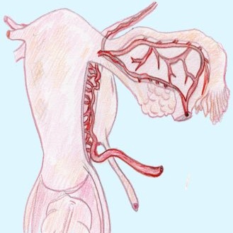 anatomía de la arteria uterina