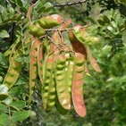 5. Alamcigado de plantas