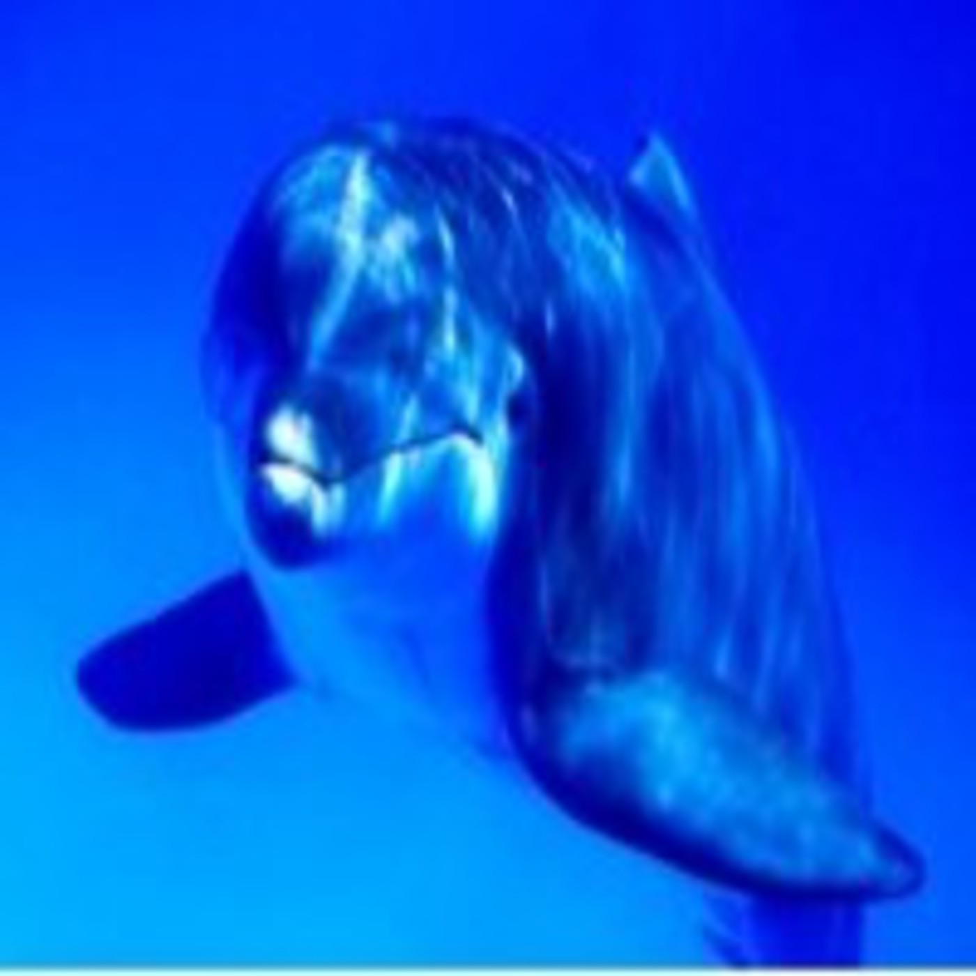 Sonido De Ballenas Y Delfines En Podcast Namaste En Mp3 12 07 A Las 02 27 23 34 45 730270 Ivoox