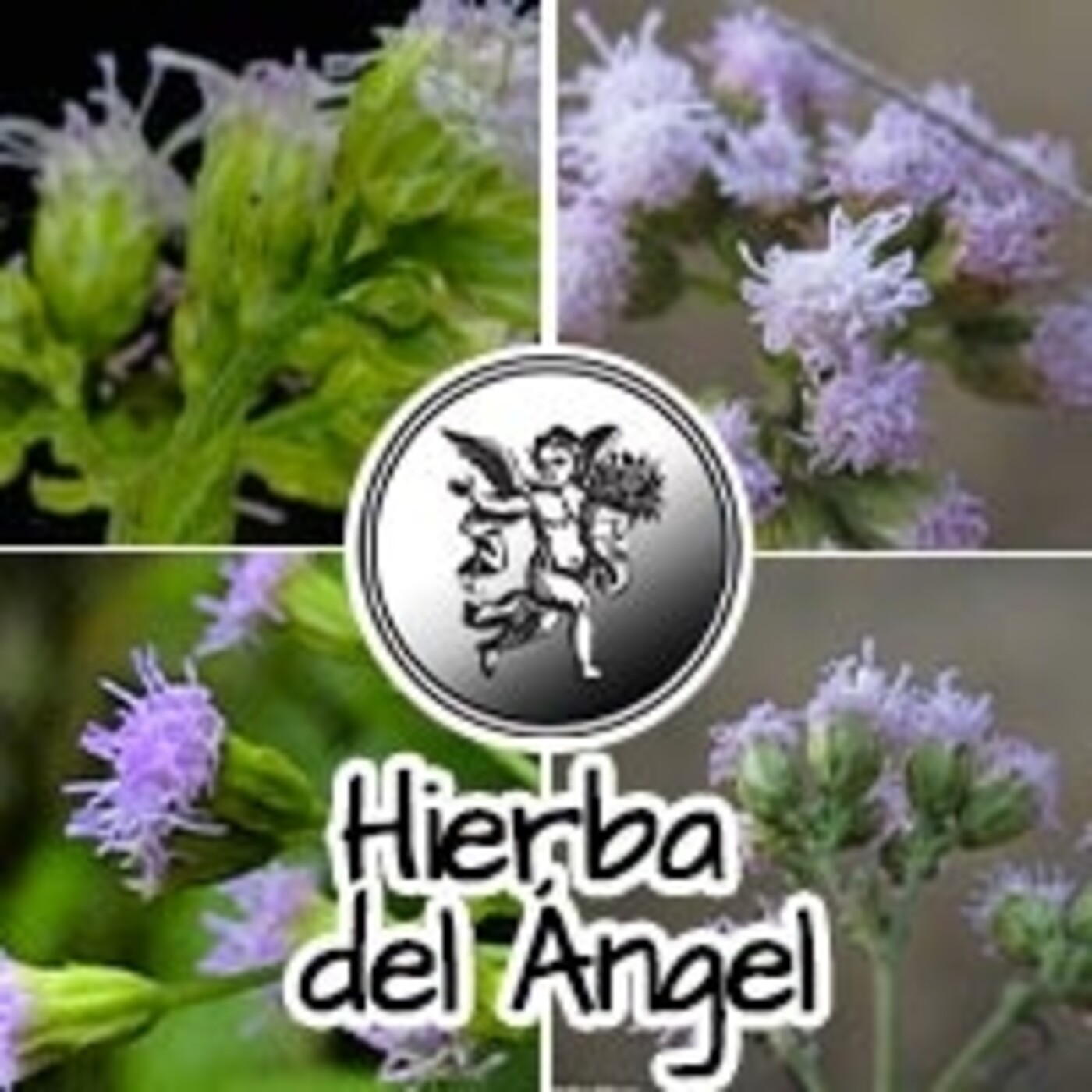 El Angel De Tu Salud Hierba Del Ángel En El Ángel De Tu Salud En Mp32905 A Las 000235 4949