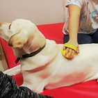 Terapia con animales contra la violencia de género