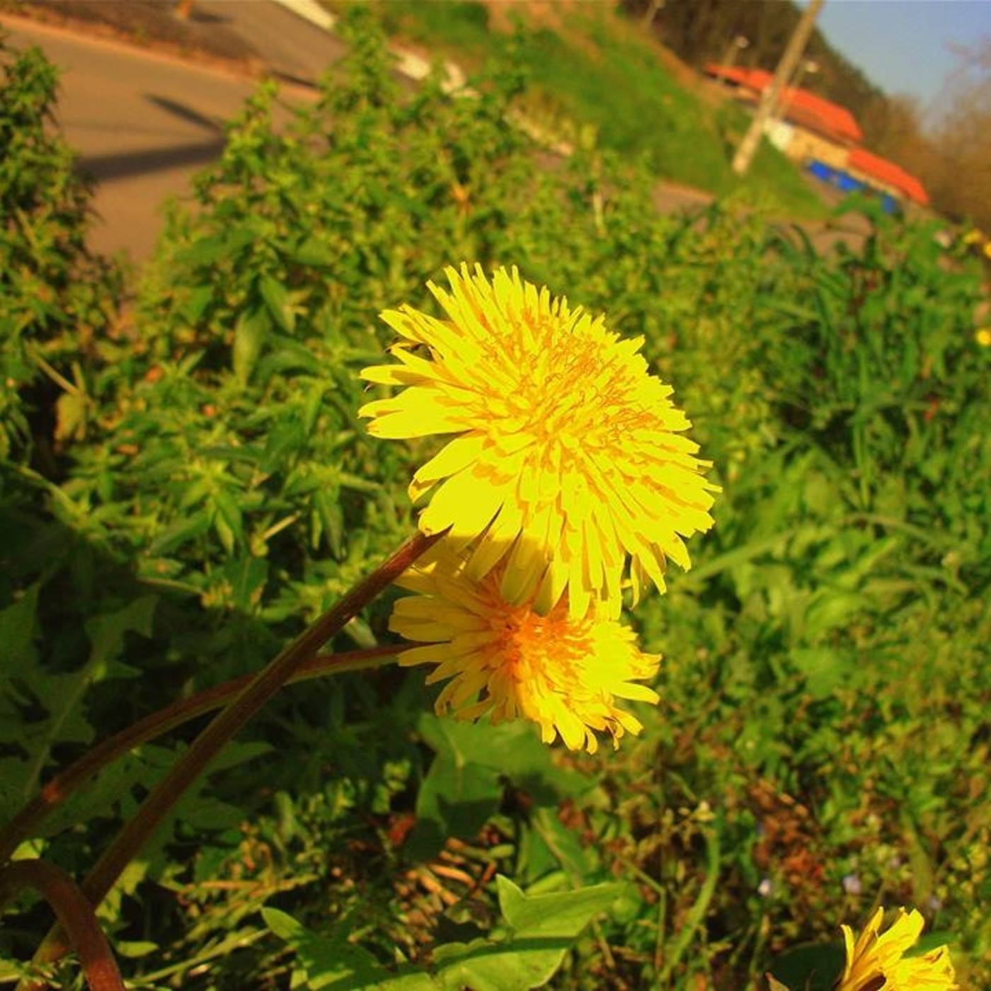 6 Plantas Silvestres Comestibles Entrevista A C U00e9sar Lema