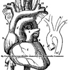 El corazón y Ciencia en el Parlamento (103)