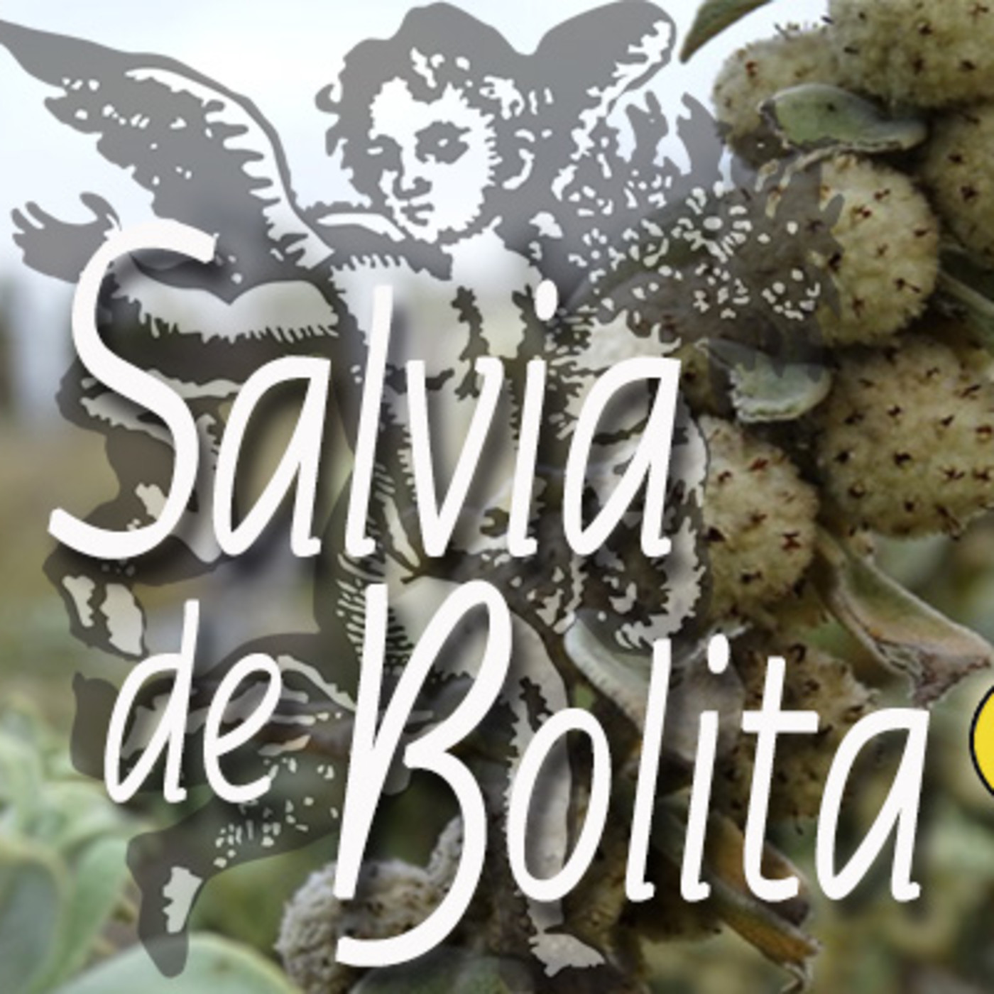 El Ángel De Tu Salud Salvia De Bolita En El Ángel De Tu Salud En Mp32004 A Las 194321 48 3186