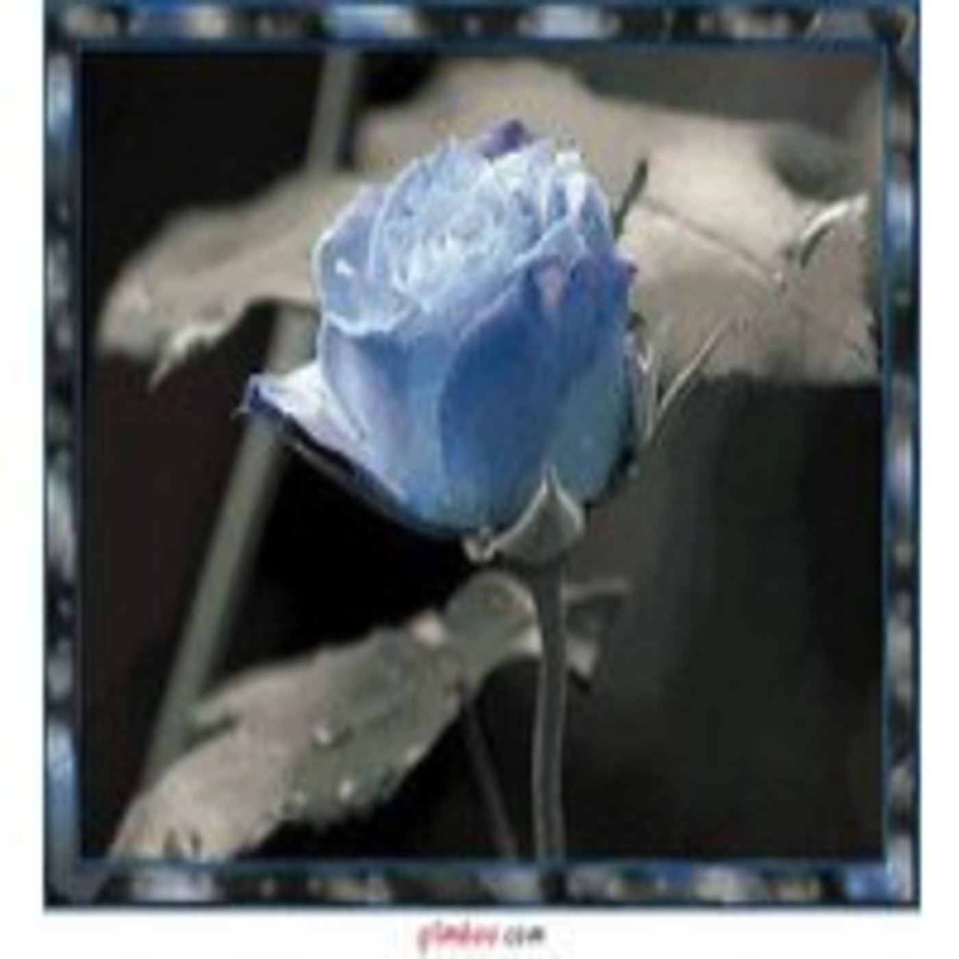 Распускающиеся голубые розы