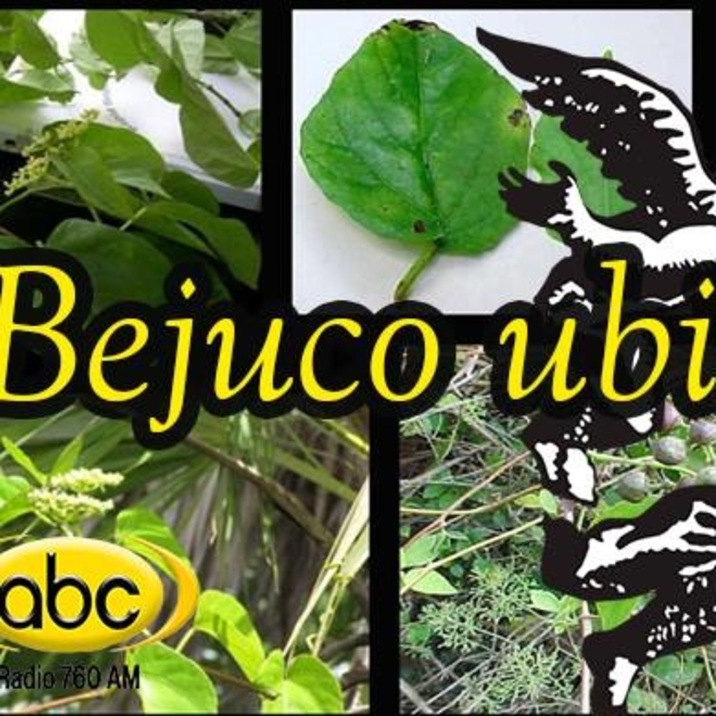 El Angel De Tu Salud Bejuco Ubi En El Angel De Tu Salud En Mp3 28 12 A Las 20 07 23 49 57 15524639 Ivoox ivoox