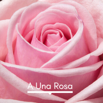 A Una Rosa Sor Juana Inés de la Cruz E R E Escritos Podcast en iVoox