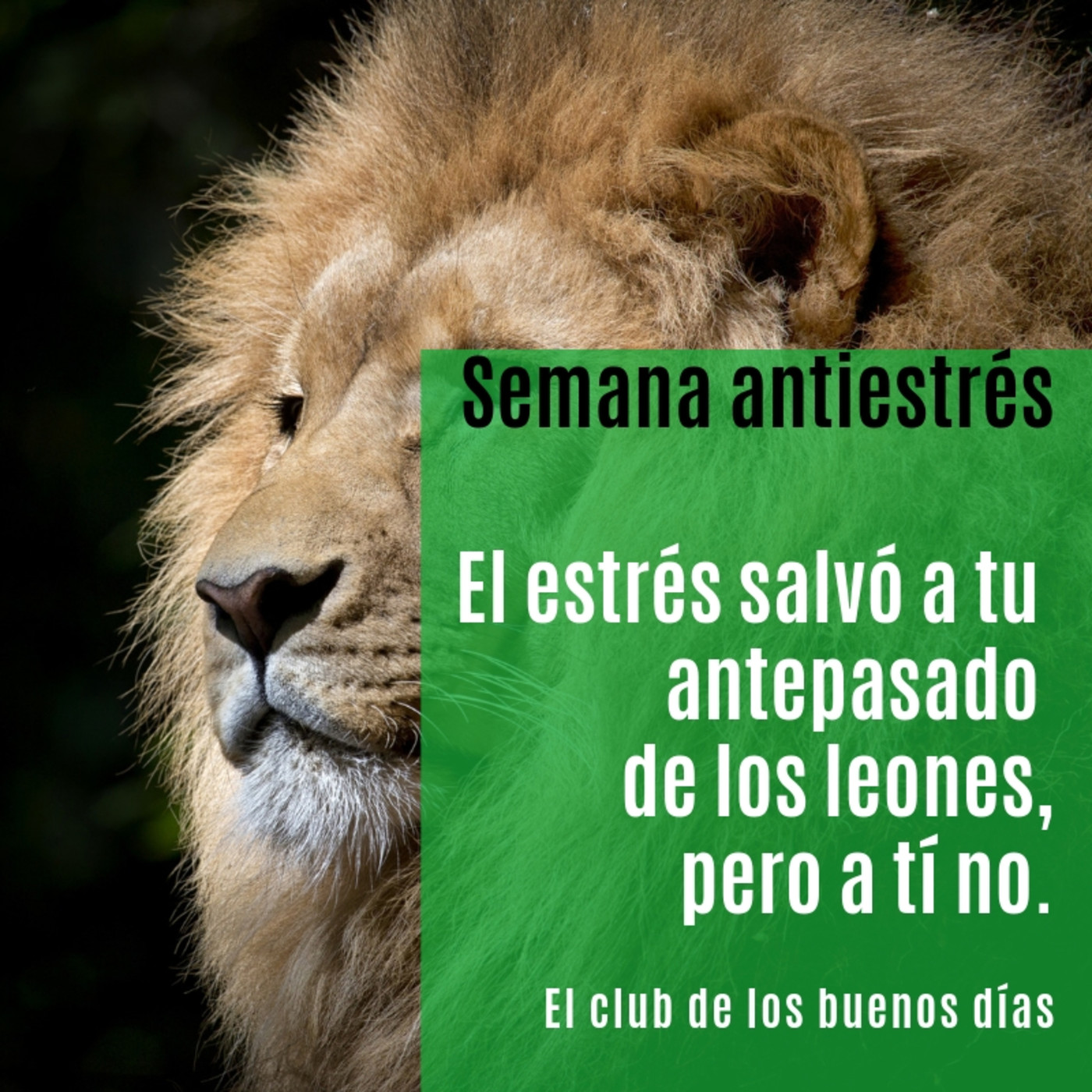22 El Estres Salvo A Tu Antepasado De Los Leones Pero A Ti No