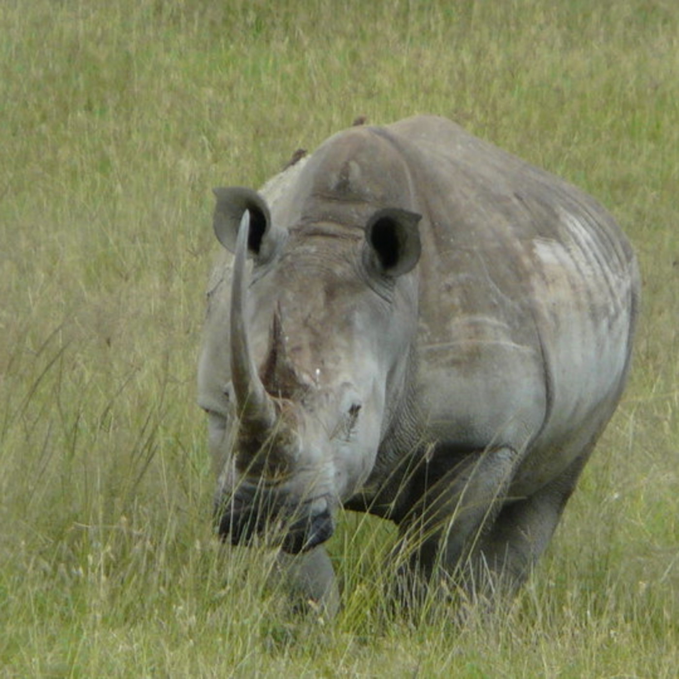 ANKAWA AFRICA