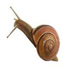 Perrotxicos con caracoles