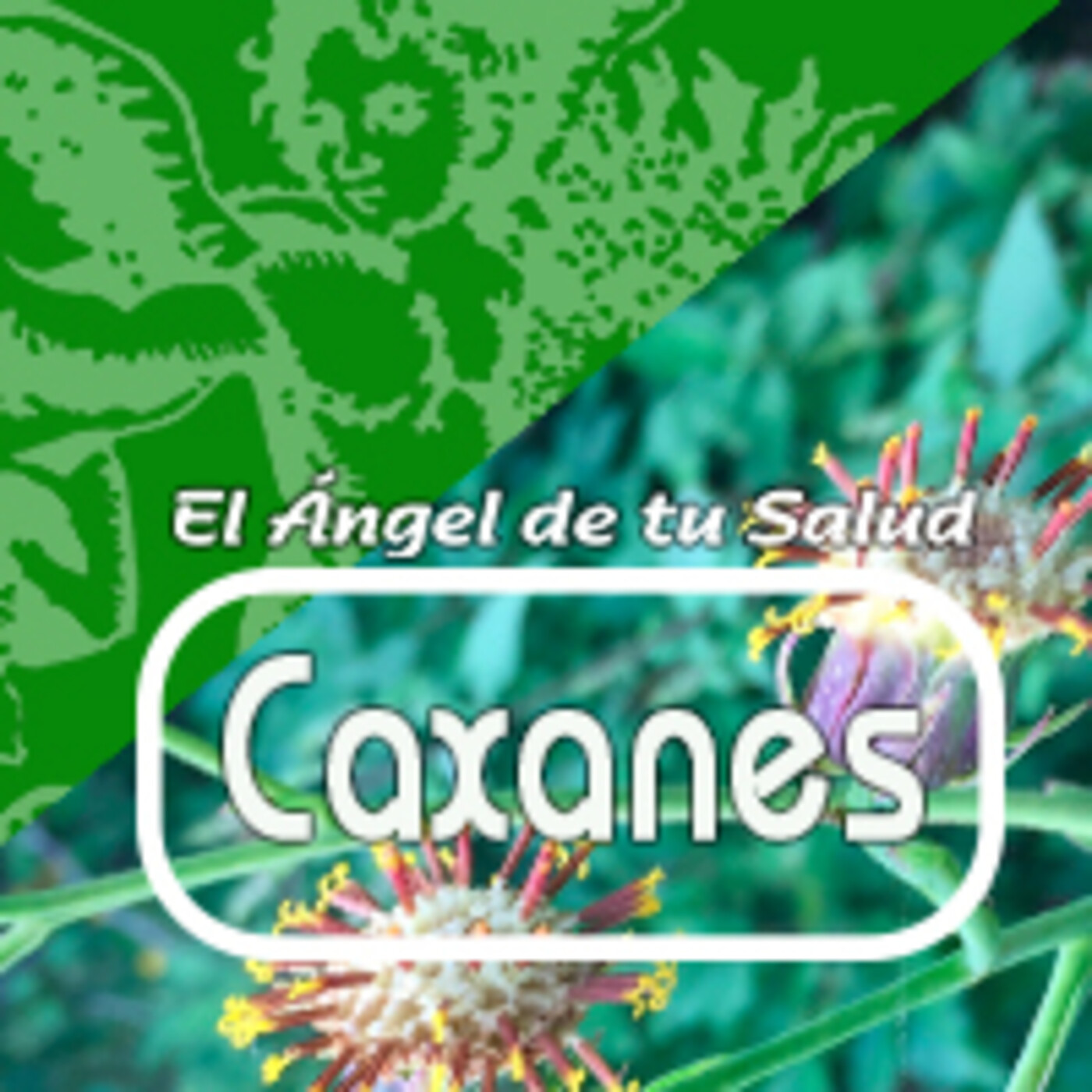 El Angel De Tu Salud Caxanes En El Ángel De Tu Salud En Mp31608 A Las 234557 4741 8706