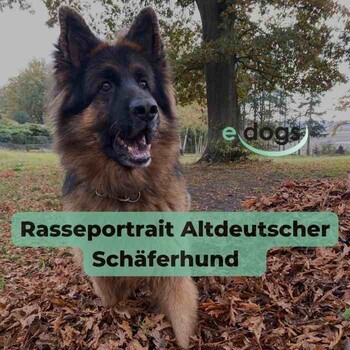 Rasseportrait Altdeutscher Schäferhund - Alles Was Du über Diese ...