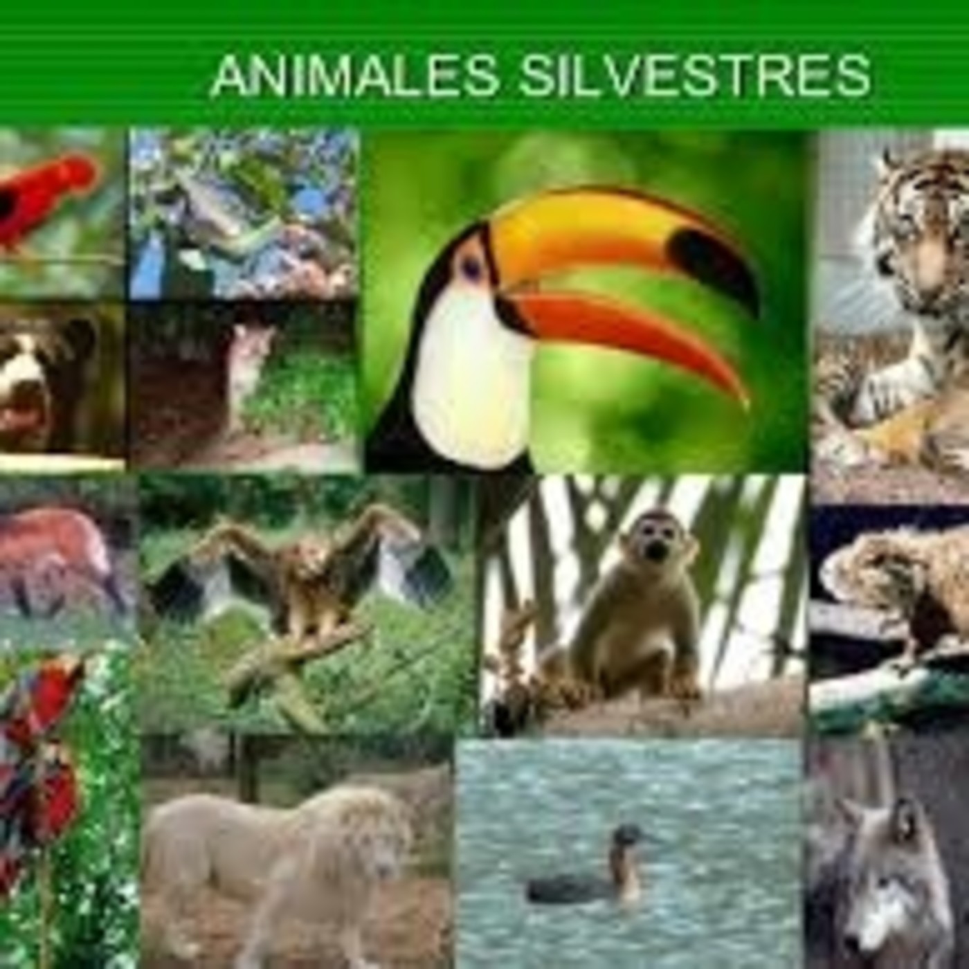 Los Animales Silvestres En Mayra Isabel Diaz Aguilar En Mp3 31 08 A Las 18 00 45 03 07 40673598 Ivoox