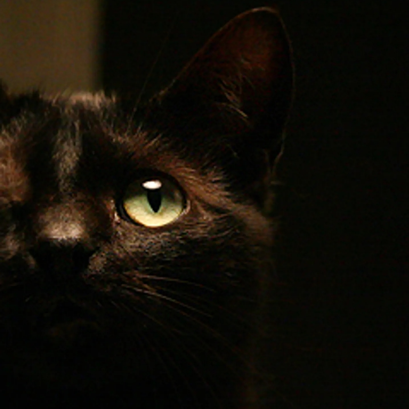 El Gato Negro - Edgar Allan Poe Audiolibro - Un lee - Podcast en iVoox