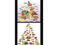 Alimentos que dañan al hombre
