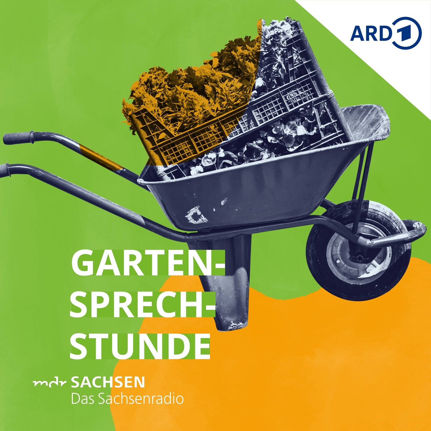 Gartensprechstunde AmaryllisPflanzen kultivieren MDR 1