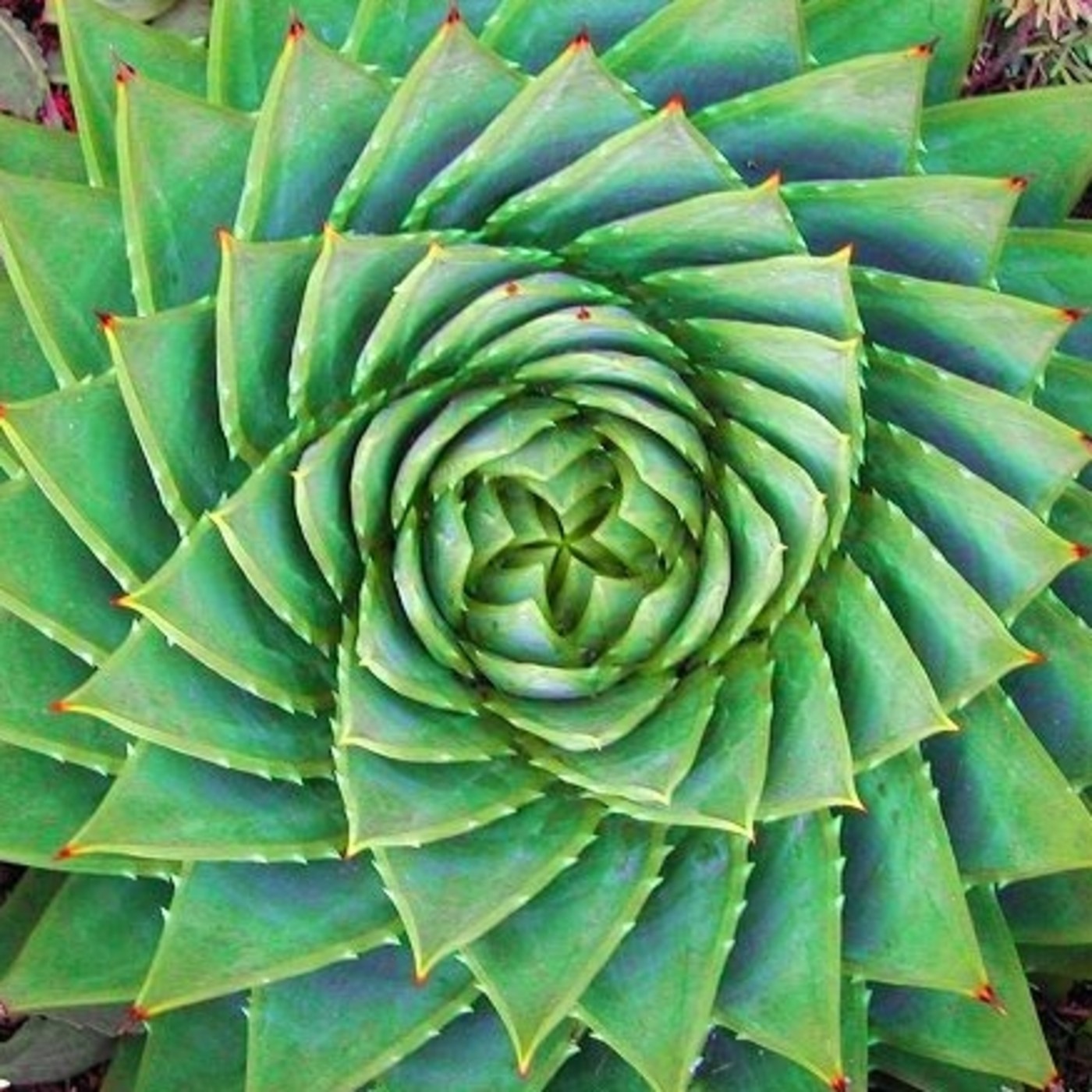 Spiral Aloe polyphylla succulent