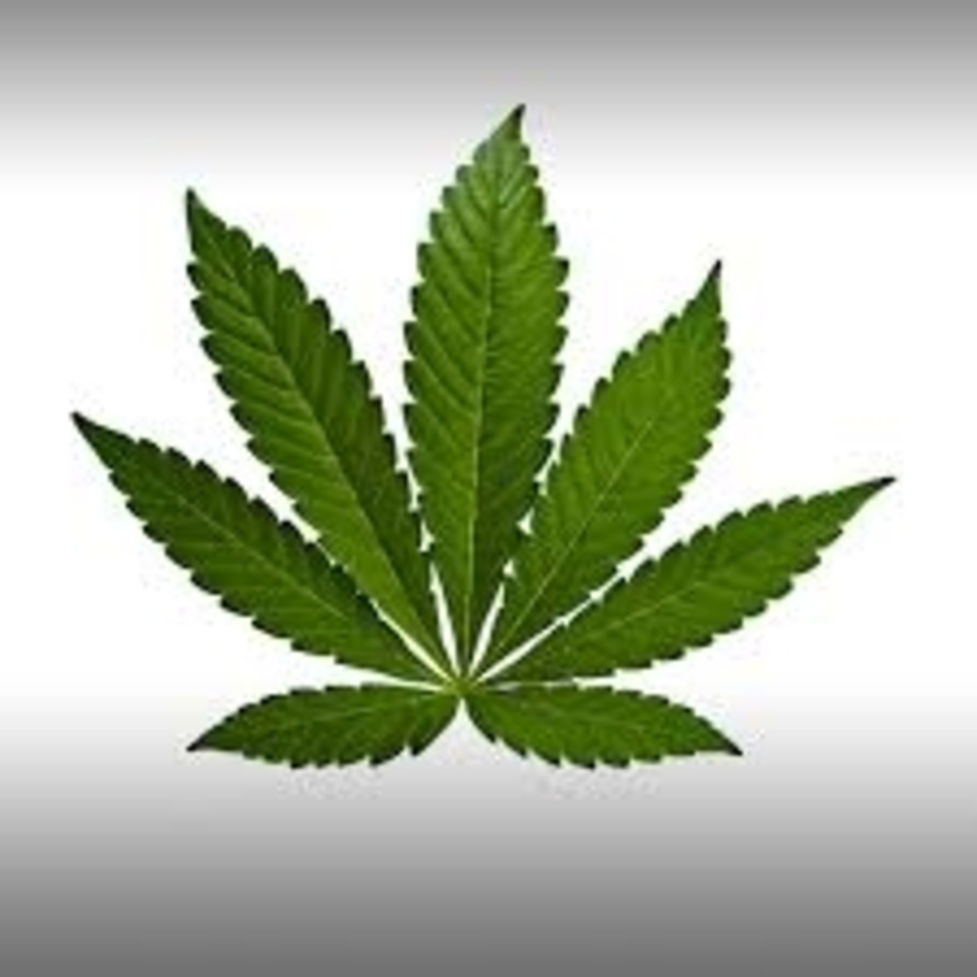 CULTIVO CANNABIS RadioGanja MARIHUANA NATURAL20-39