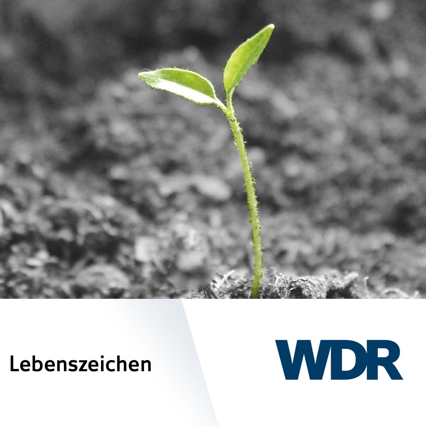 Erinnerung an Tich Nhat Hanh WDR Lebenszeichen Podcast
