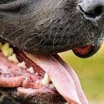 Razas De Perros Potencialmente Peligrosos Razas De Perros