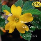 El Ángel de tu Salud - DAMIANA DE CAL CON CITRULINA