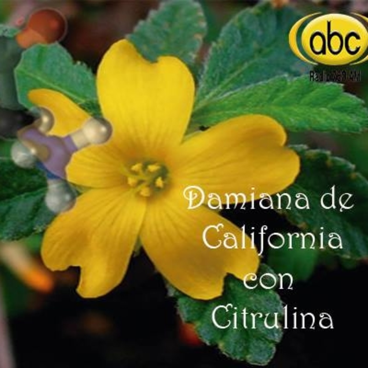El Ángel de tu Salud - DAMIANA DE CAL CON CITRULINA
