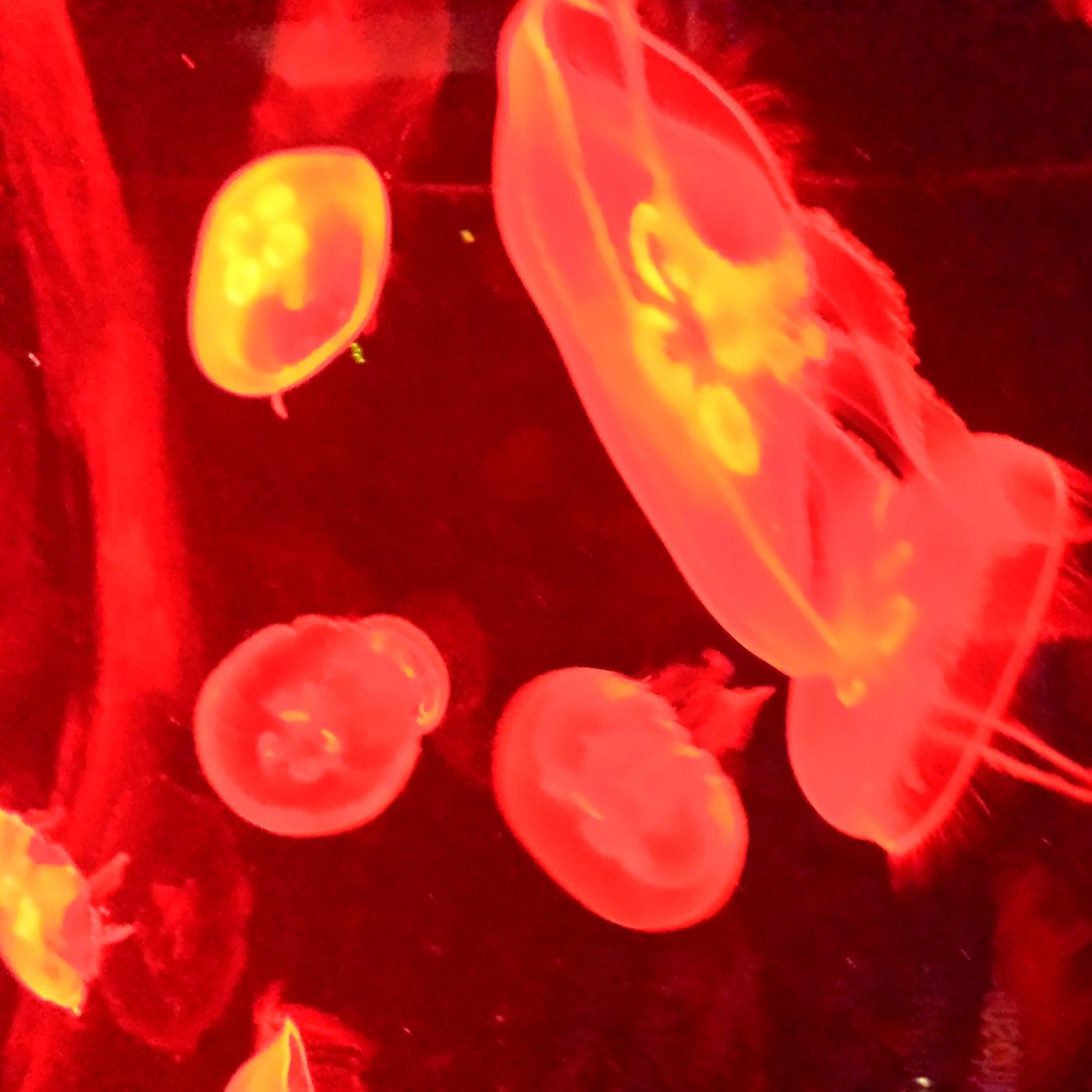 Nuestra Mente es Maravillosa