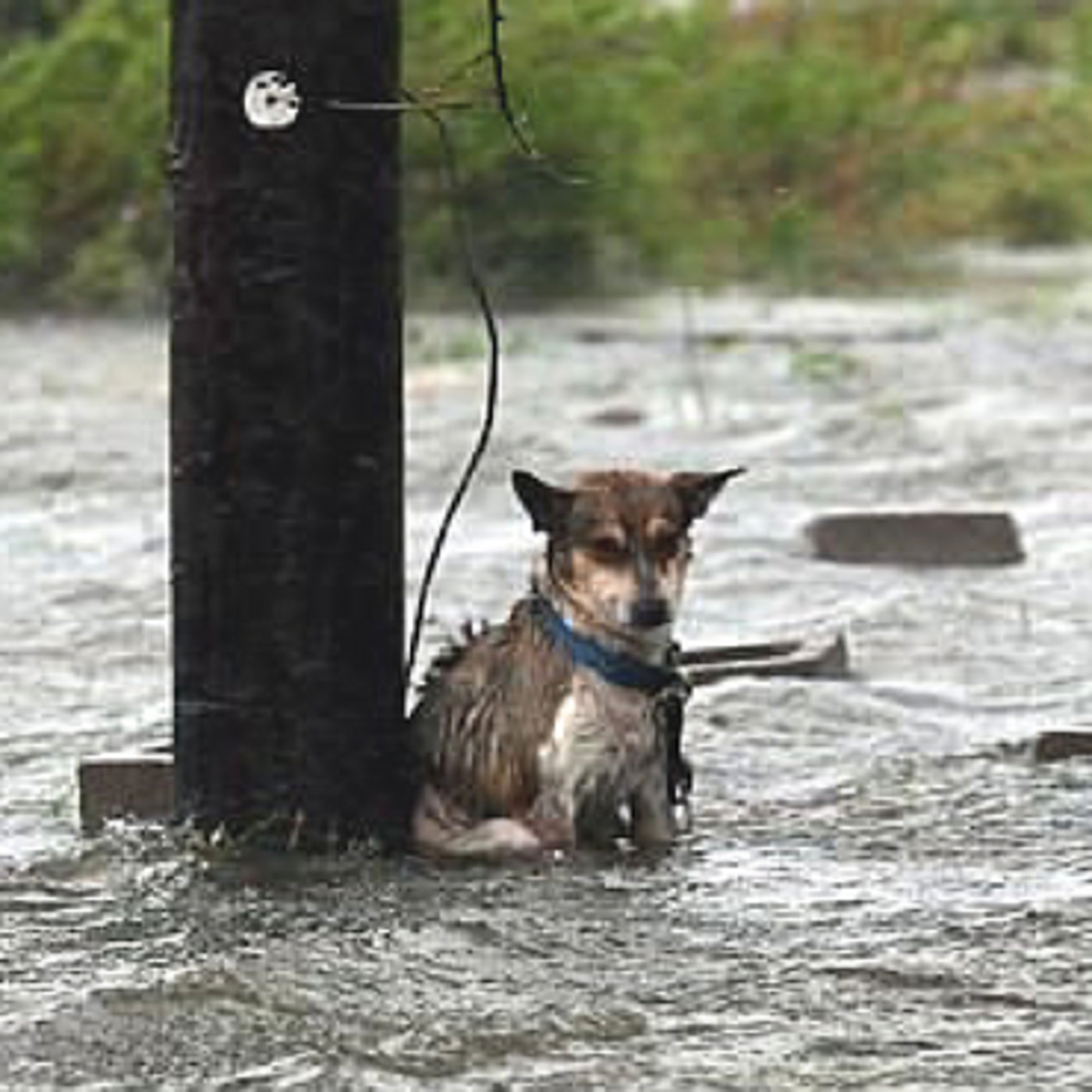 Mediteradio Pata-a-Pata