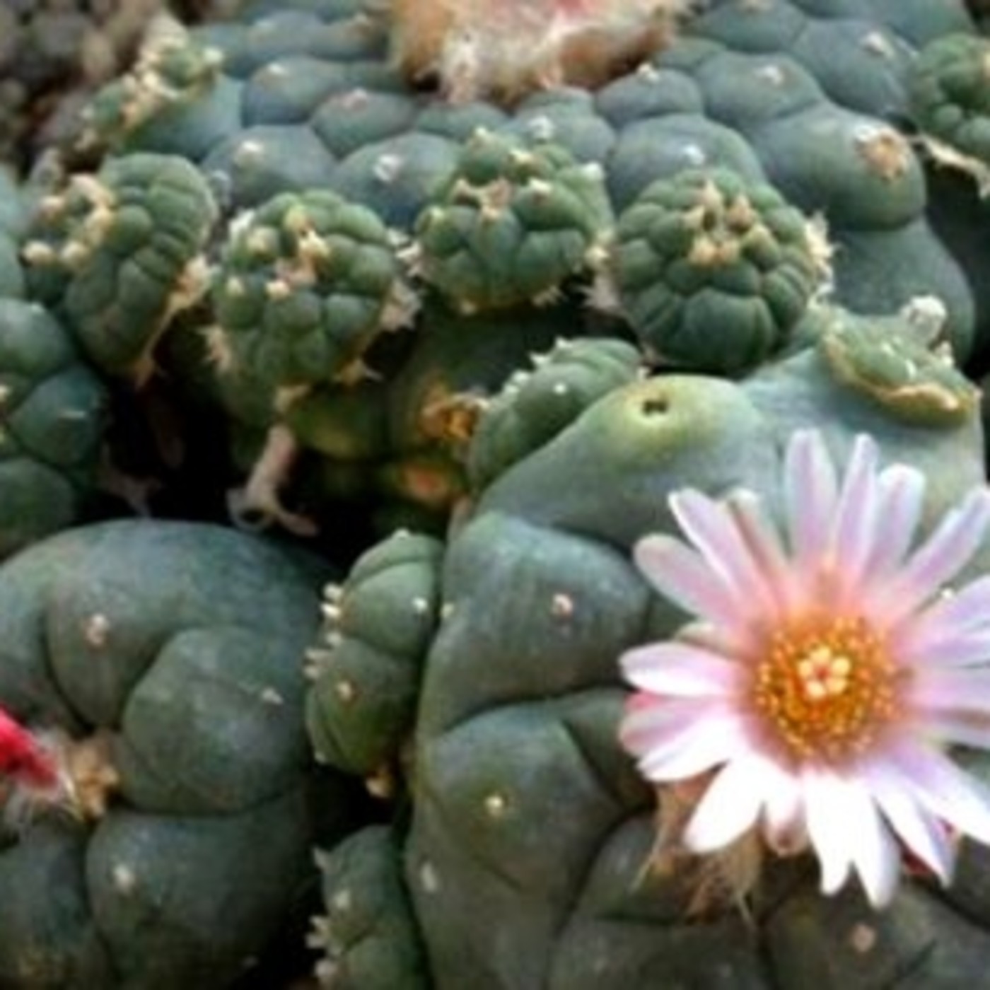 1x17 Plantas sagradas