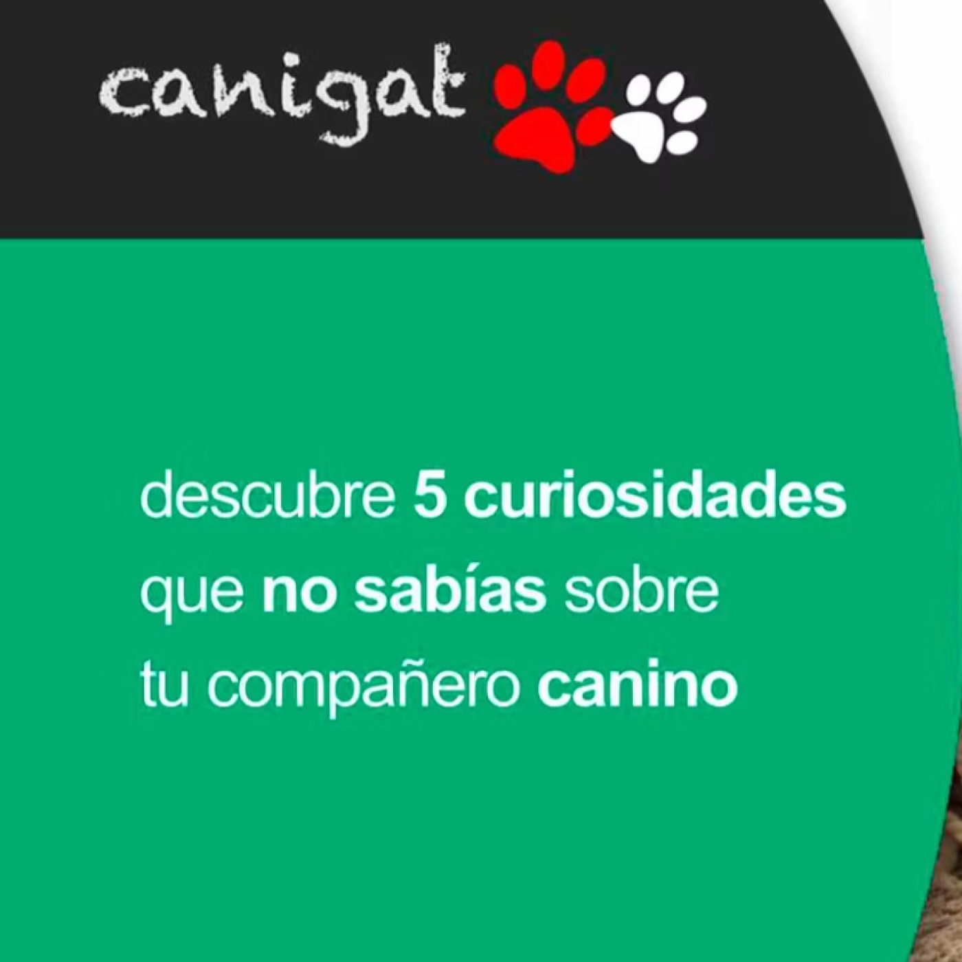 Consejos veterinarios de perros y gatos by canigat
