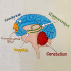 La Brújula de la Ciencia s08e19: La parte del cerebro que hace que "nos duela" el dolor