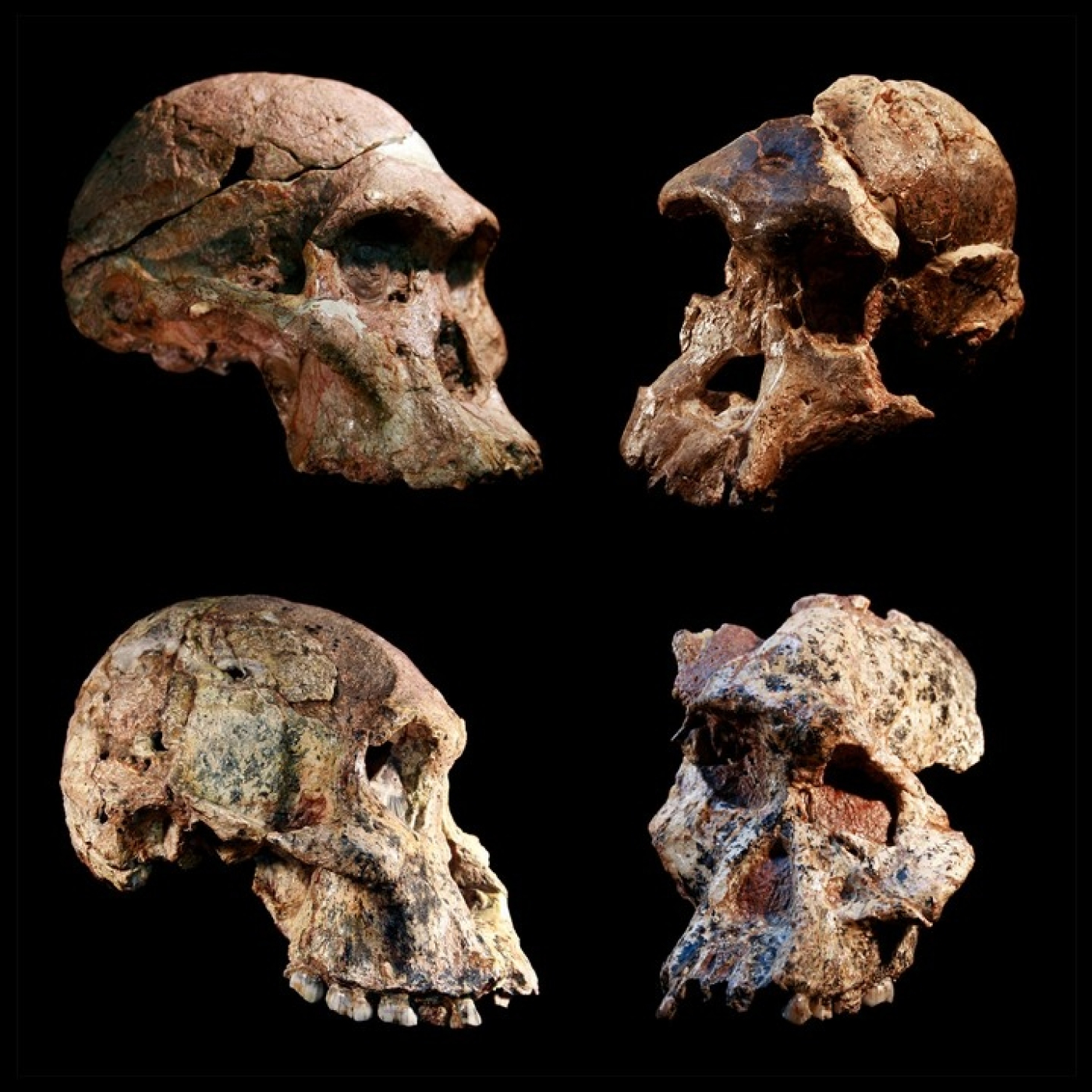 1100 - El Origen Humano - Episodio en reposición