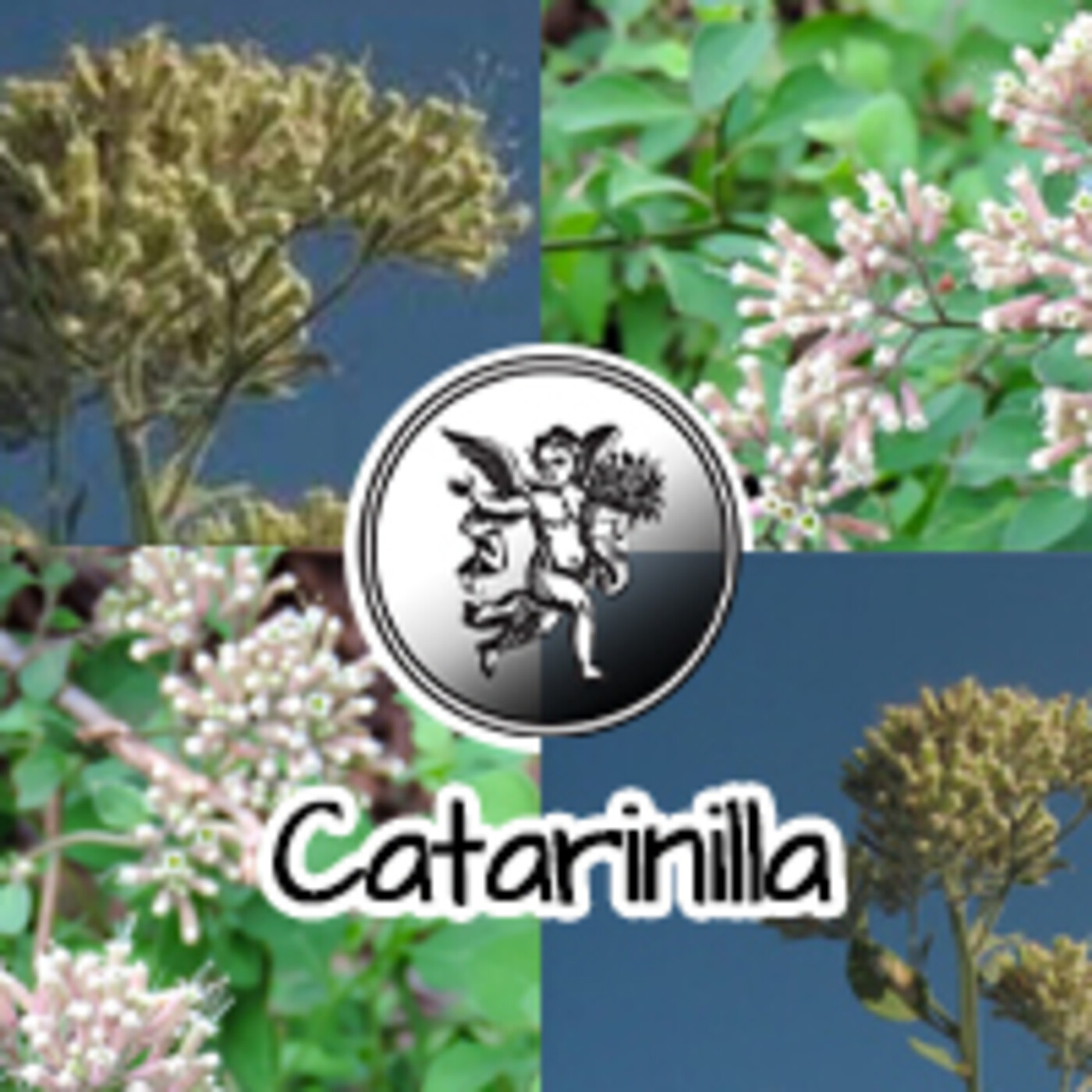 El Angel de tu Salud - CATARINILLA *** episode artwork