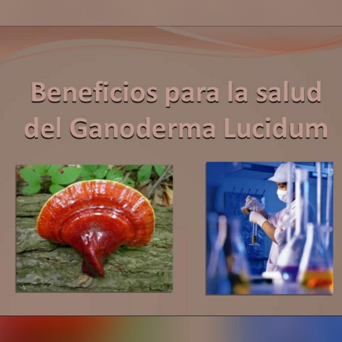 Ganoderma lucidum Testimonios