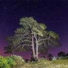 En la línea de lo imposible: El árbol maldito de Casandra