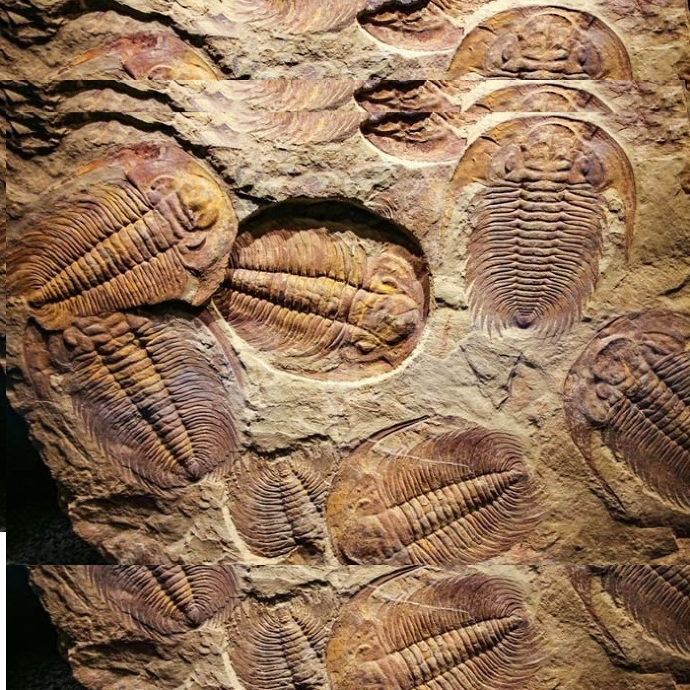 1249 - Paleontología: La enigmática explosión cámbrica - Episodio en redifusión - Episodio exclusivo para mecenas