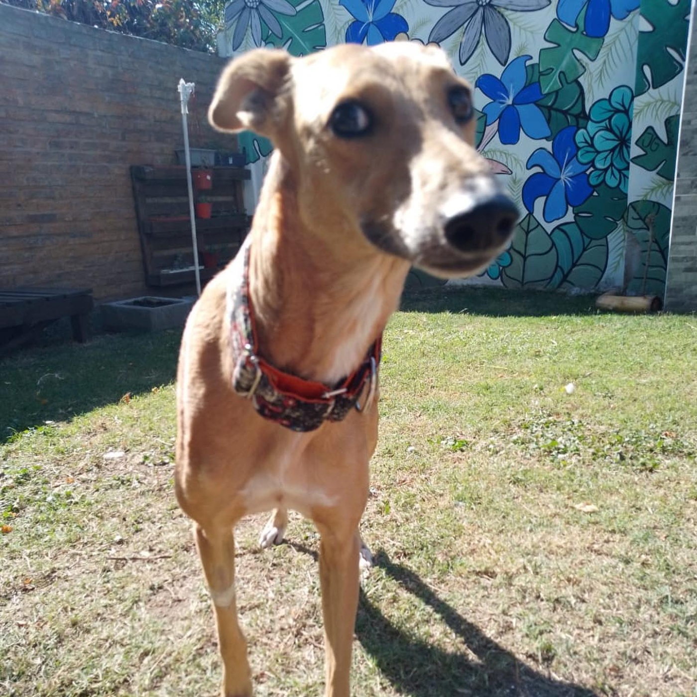 Amanda (Fundadora de Mirada de Galgo) Nada Personal @animessina
