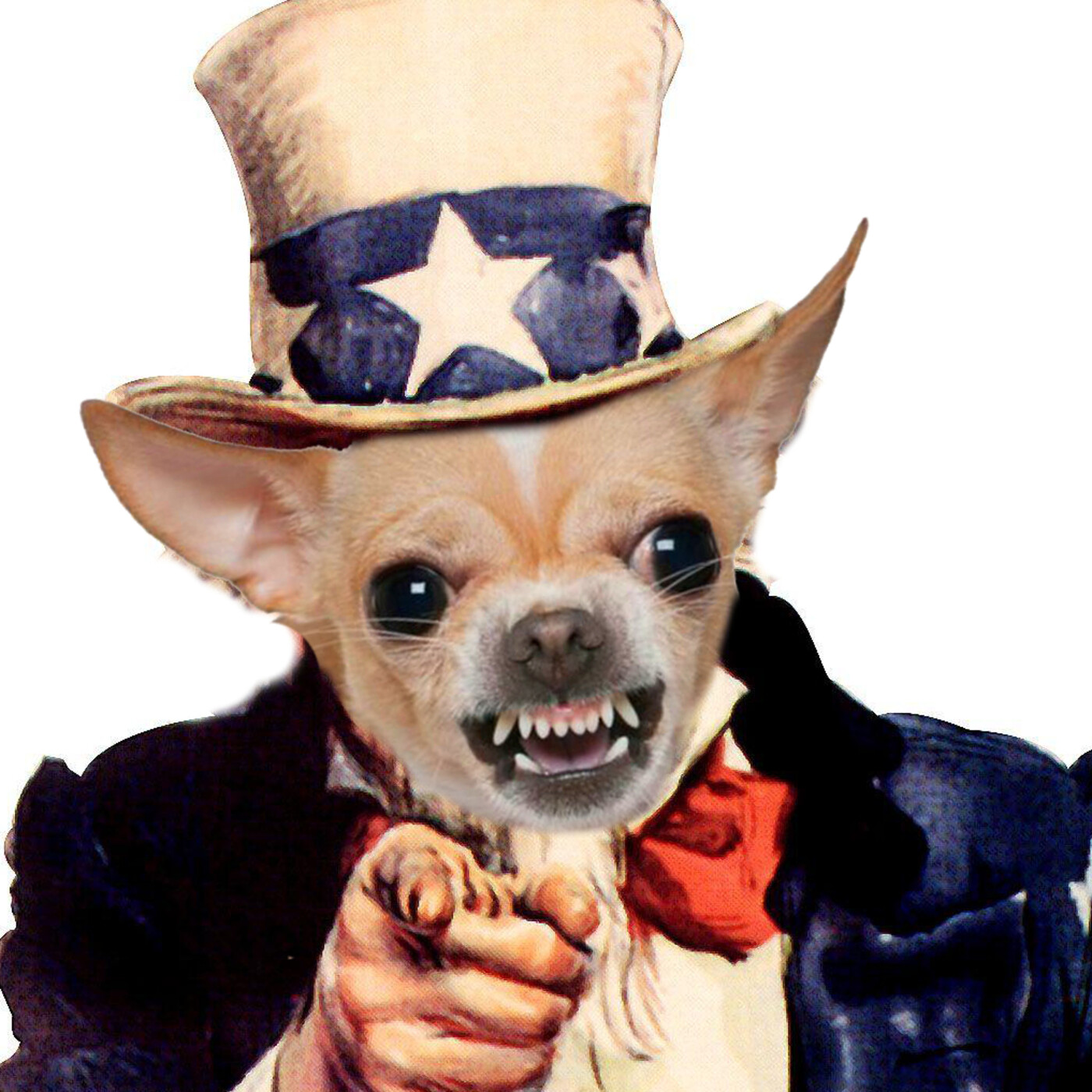 Semental Chihuahua