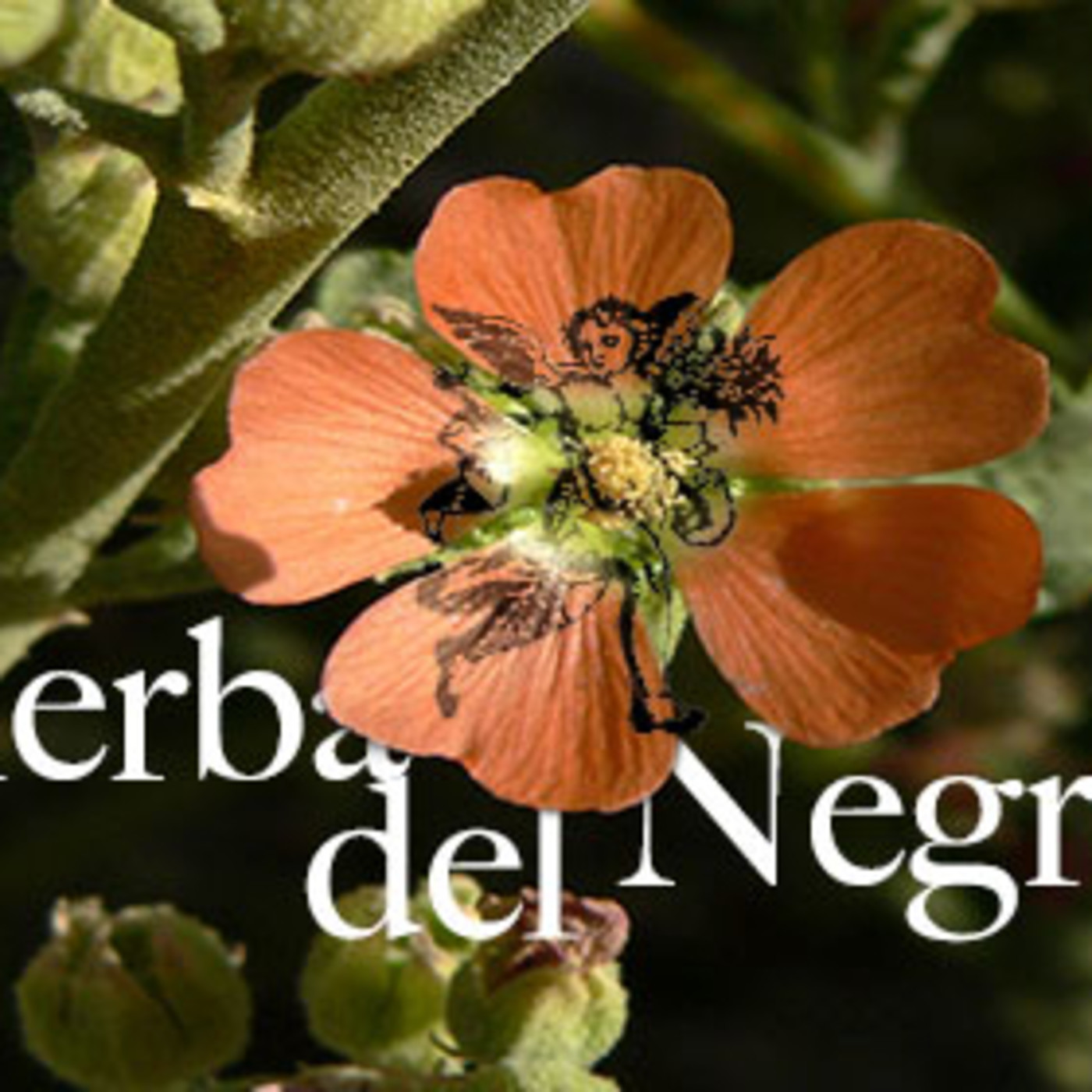 El Ángel de tu Salud - HIERBA DEL NEGRO II episode artwork