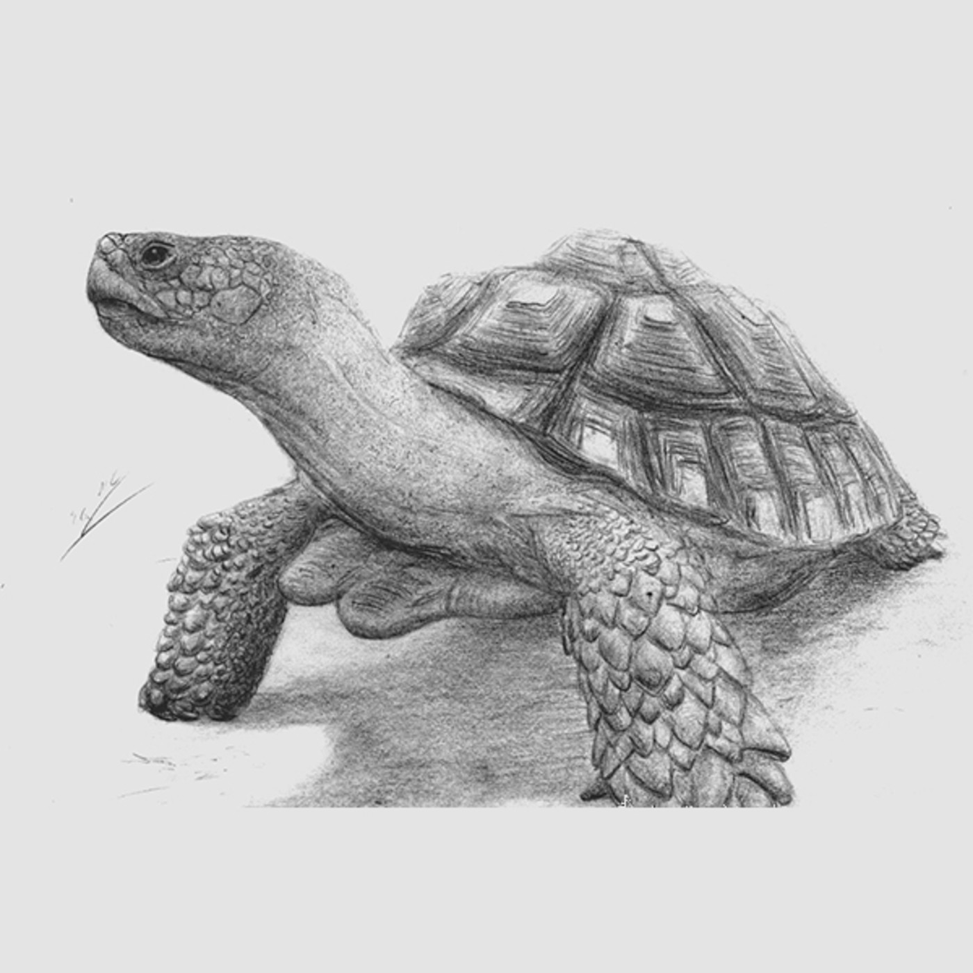 Aparici en Órbita s02e33: La tortuga de la sal de Murcia, con Adán Pérez García