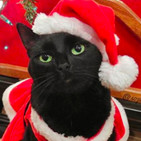 ¡¡¡¡FELIZ NAVIDAD!!!! desde Lenguas de Gato