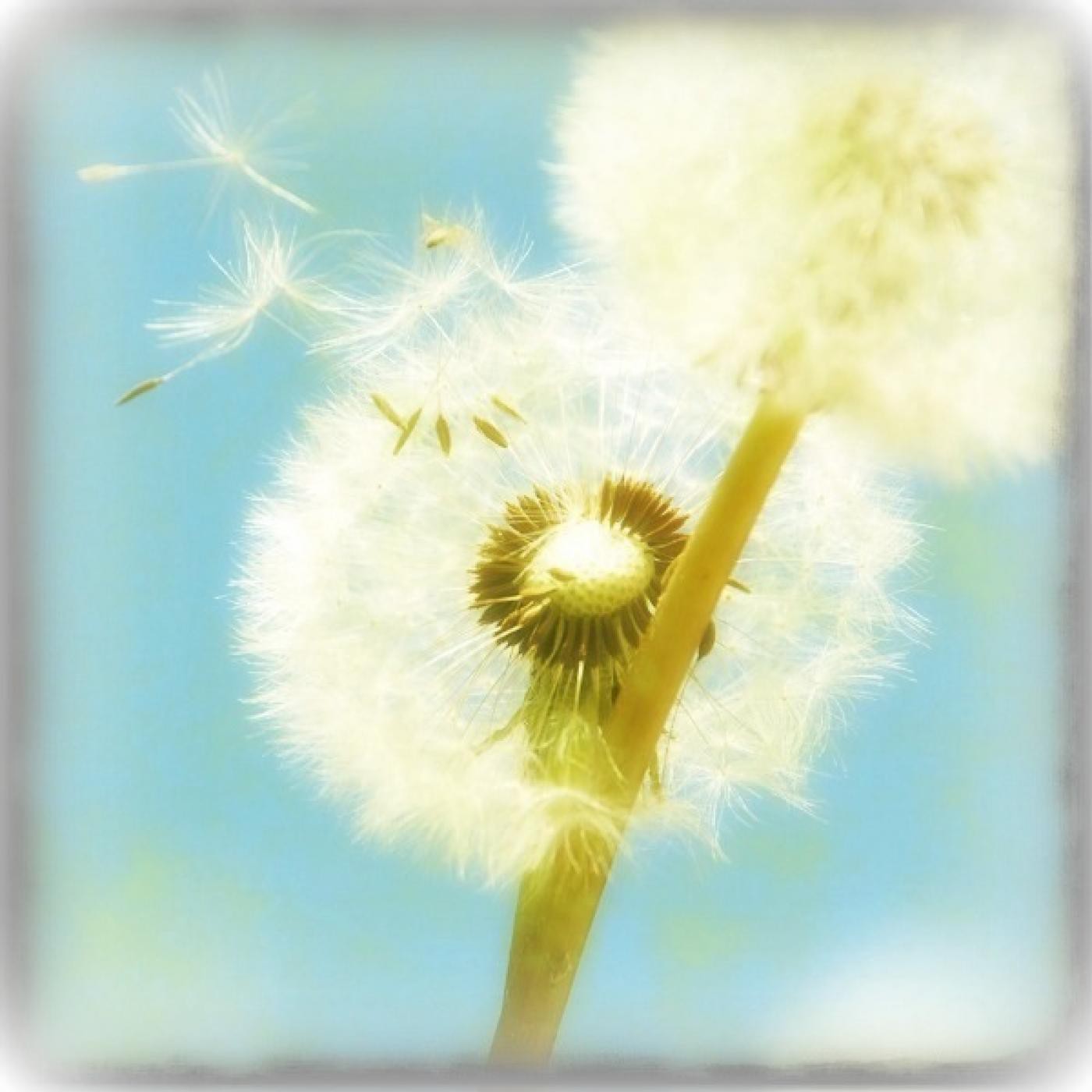 Programación Mental: Consigue tu Meta