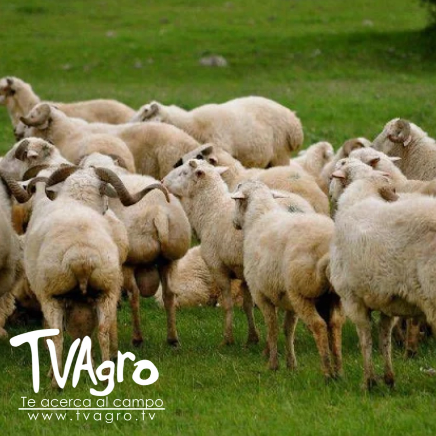 TV AGRO