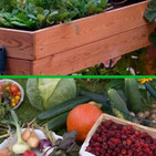 Cultivar un huerto en casa