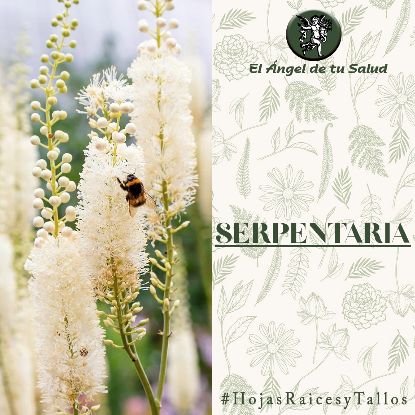 El Ángel de tu Salud - Serpentaria** episode artwork