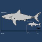 019 - Megalodon