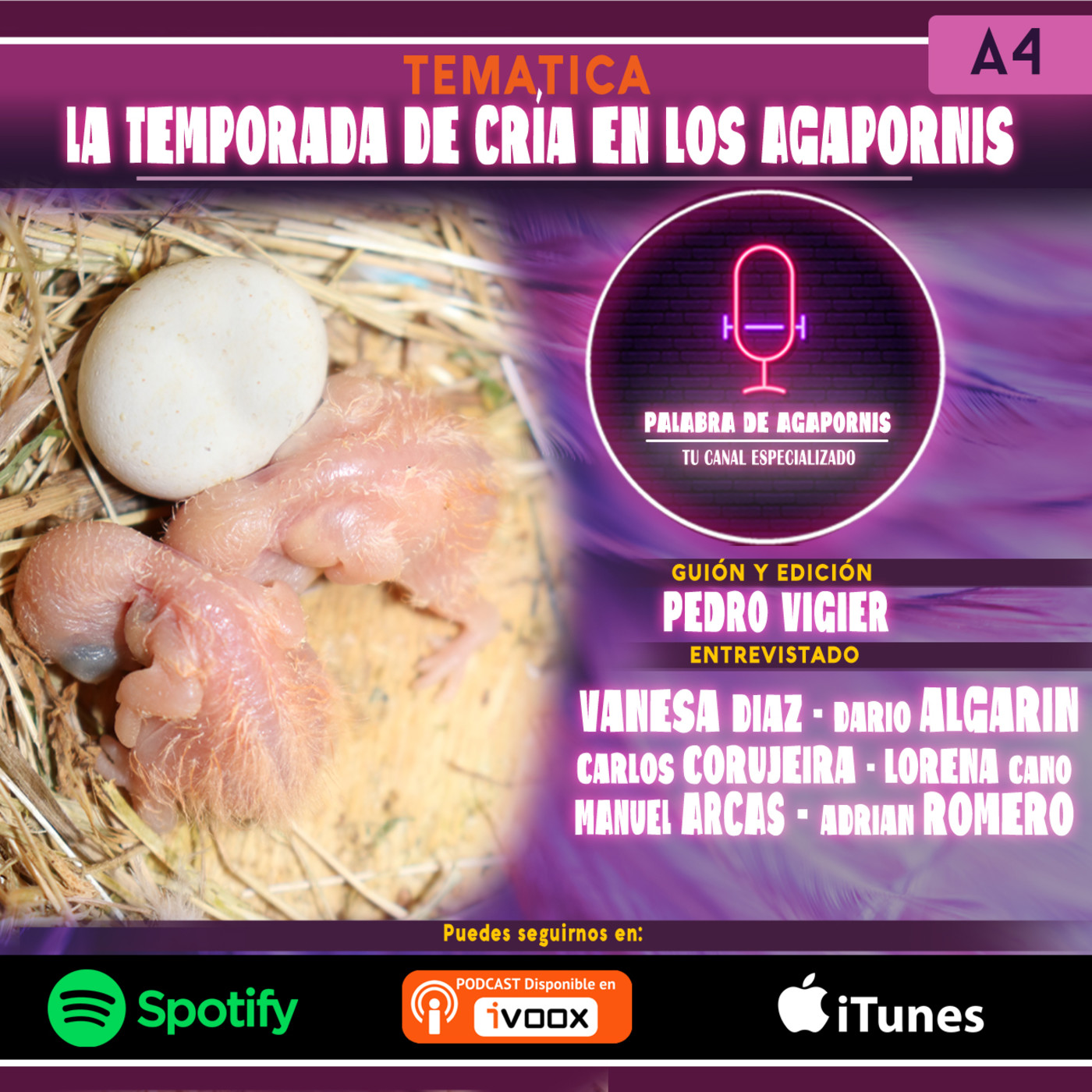 La temporada de cría en nuestros Agapornis - Parte I episode artwork