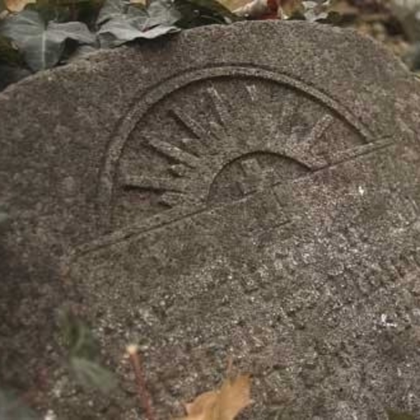 Cuentos del bosque oscuro